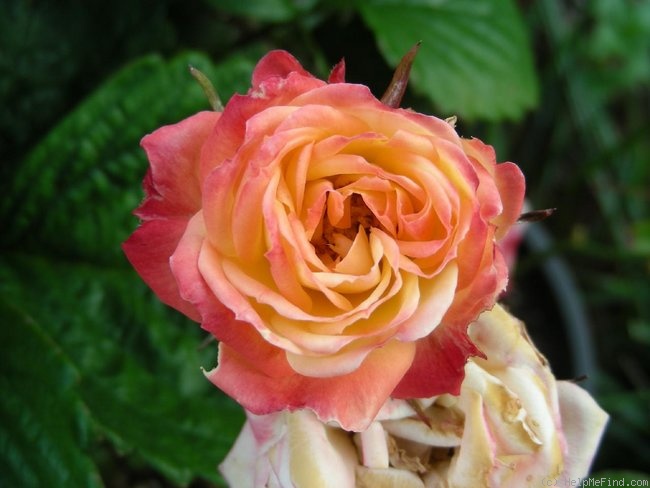 'High Stepper' rose photo