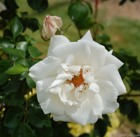 'Weisse New Dawn' rose photo
