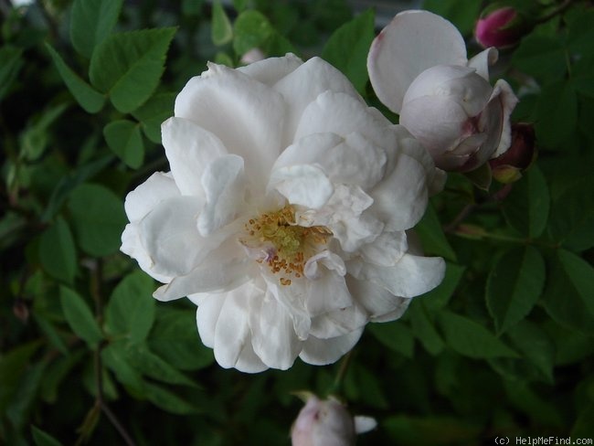 '<i>Rosa arvensis</i> x <i>Rosa gallica</i>' rose photo