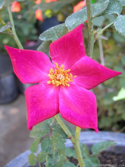 'ELTXLB' rose photo