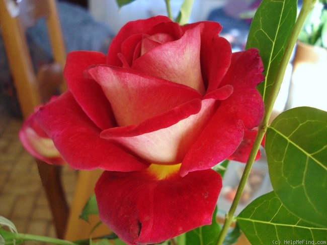 'Macha Méril ®' rose photo