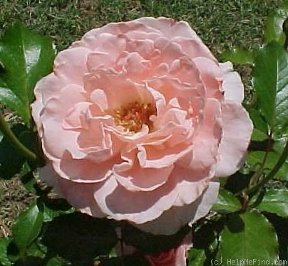 'Victorian Spice ™' rose photo