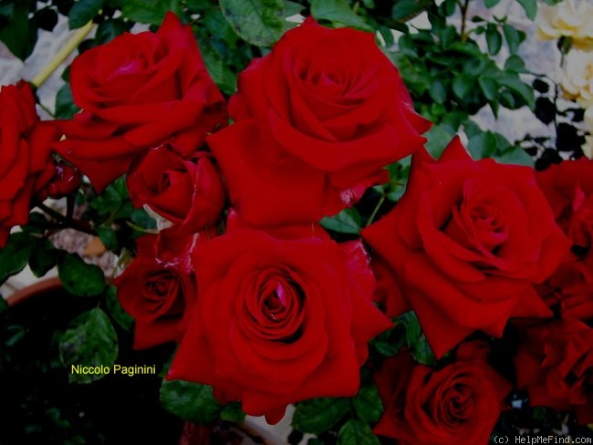 'Niccolo Paganini' rose photo