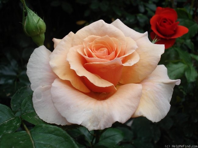 'Paco Rabanne ®' rose photo