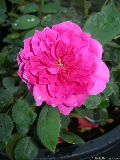 'CHSL1' rose photo