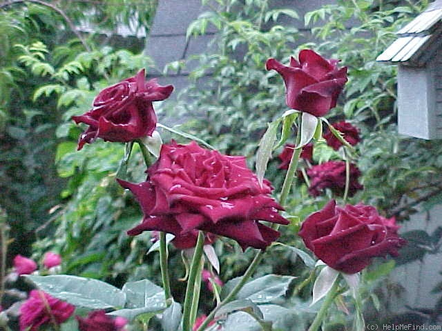 'Black Baccara ™' rose photo