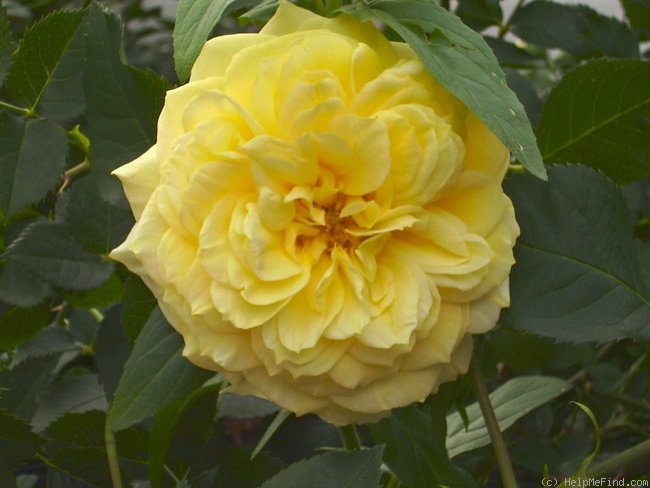 'Tahitian Moon' rose photo