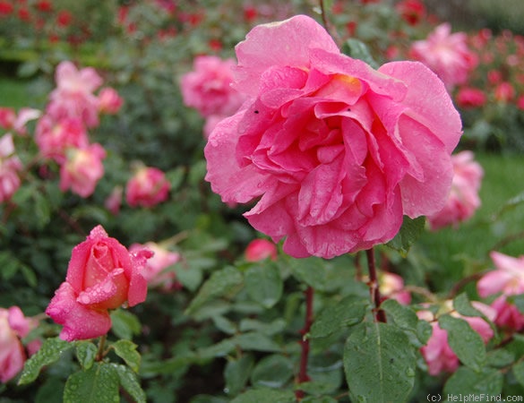 'Argovia' rose photo