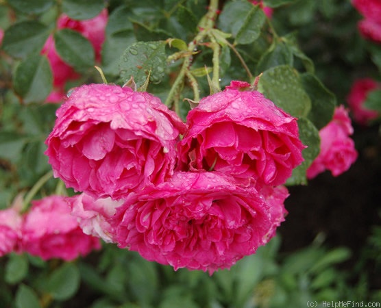 'Tellensohn' rose photo