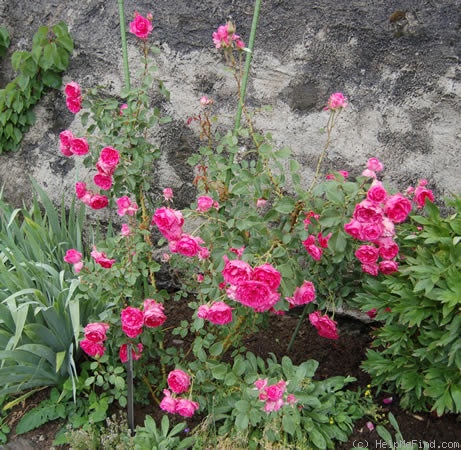 'Tellensohn' rose photo