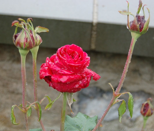 'Lotte Günthart' rose photo