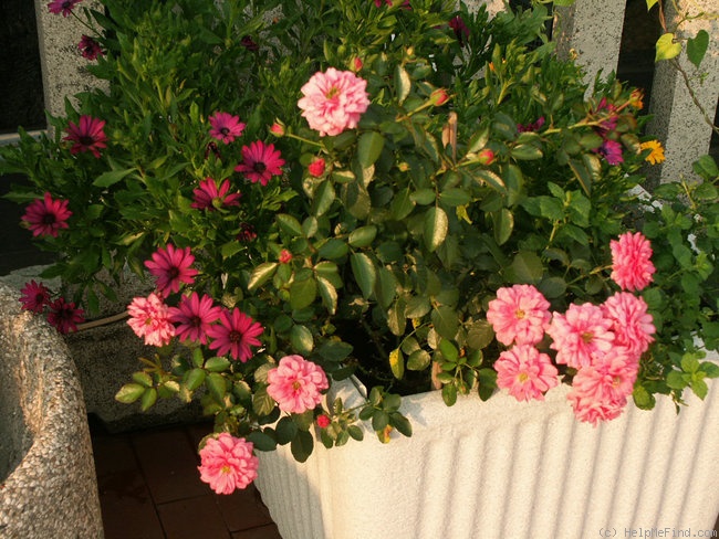 'Sublime (groundcover, Evers/Tantau, 1999)' rose photo