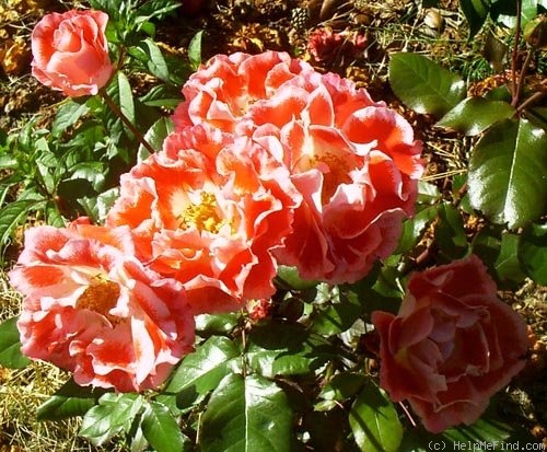 'Sue Lawley' rose photo