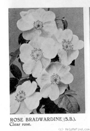 'Rose Bradwardine' rose photo