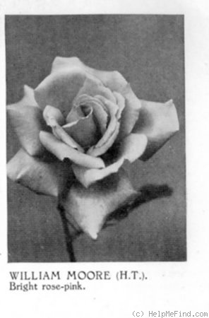 'William Moore' rose photo