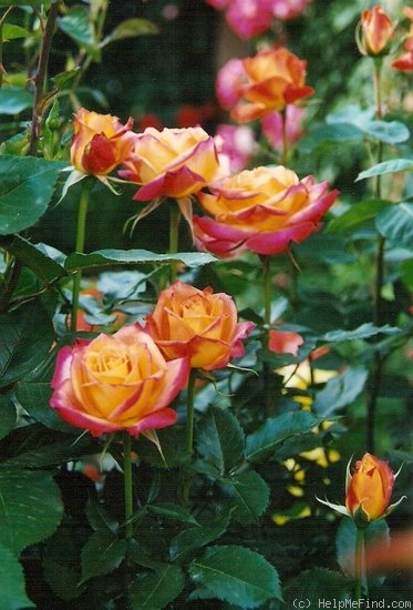 'Chateau Giscours' rose photo