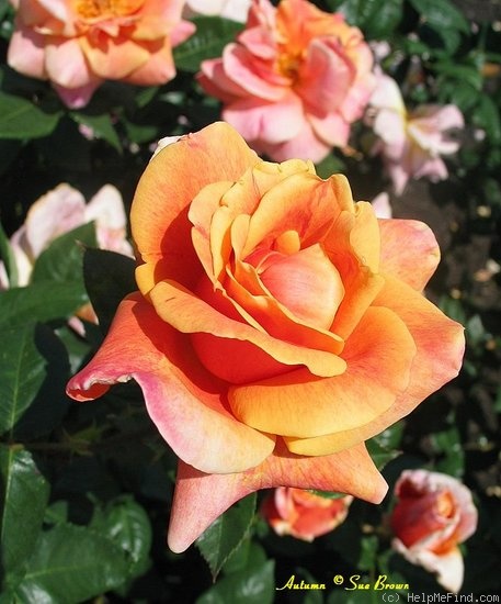 'Autumn' rose photo