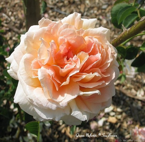 'Queen Nefertiti' rose photo