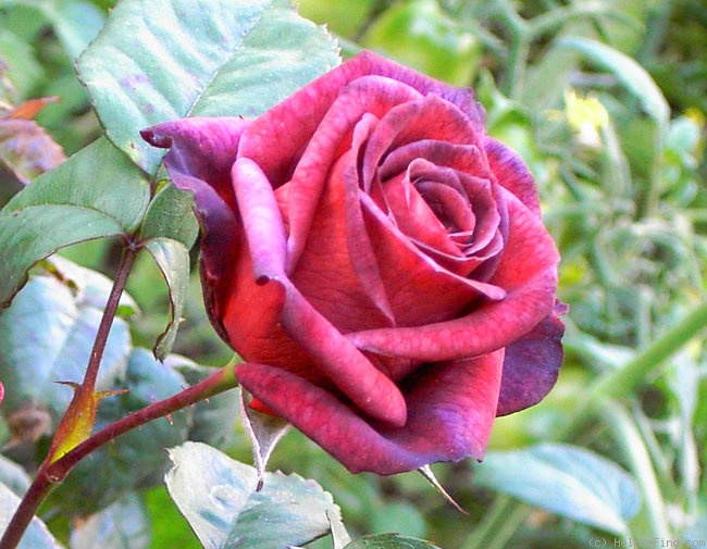'Jocelyn' rose photo