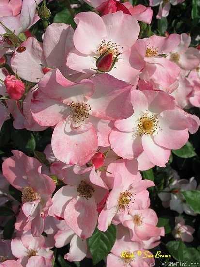 'Rush ®' rose photo