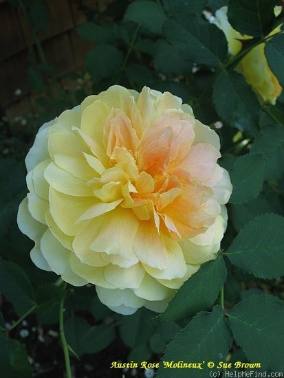 'Molineux' rose photo