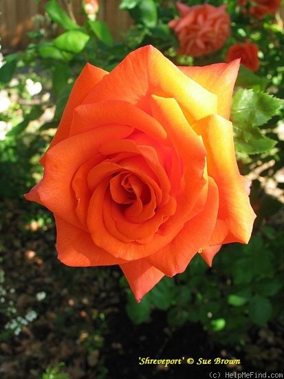 'Shreveport ™' rose photo