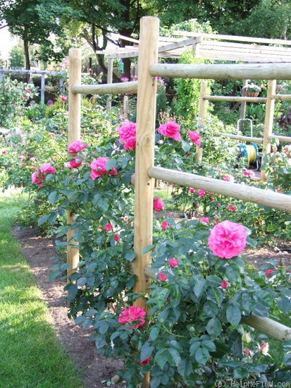 'Rosarium Uetersen' rose photo
