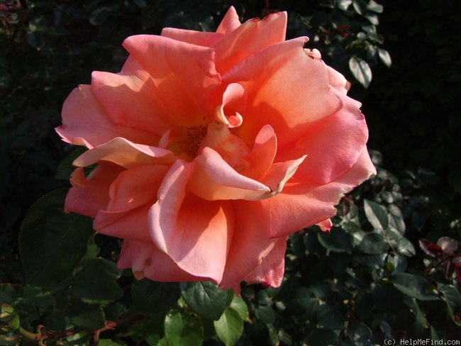 'Victor Borge' rose photo