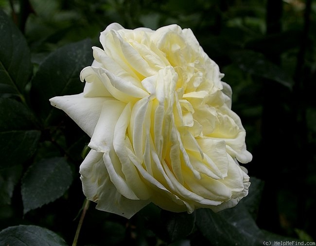 'Gruss an Oldenburg' rose photo