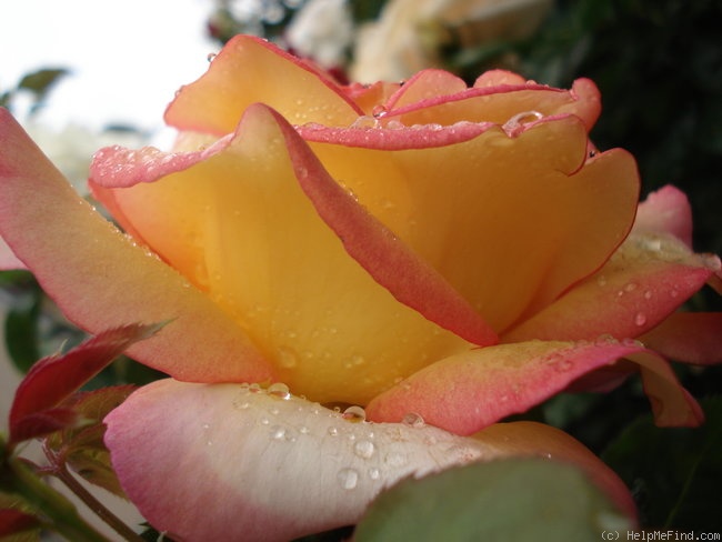'Jean Piat ®' rose photo