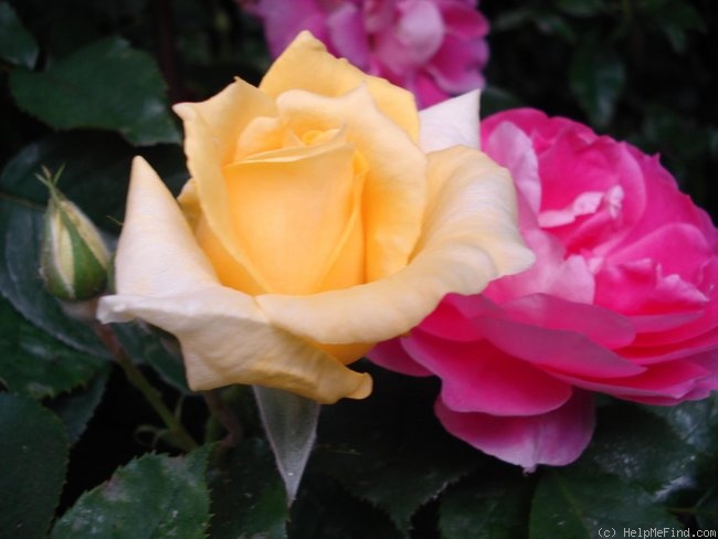 'Coucou ®' rose photo