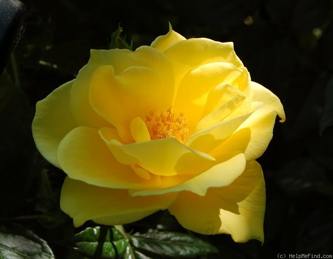 'Allgold ® (Floribunda, LeGrice, 1956)' rose photo