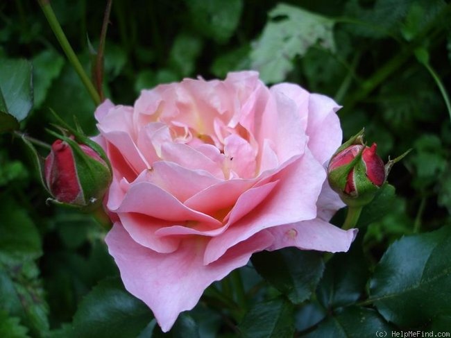 'Marie Curie ® (floribunda, Meilland 1997)' rose photo