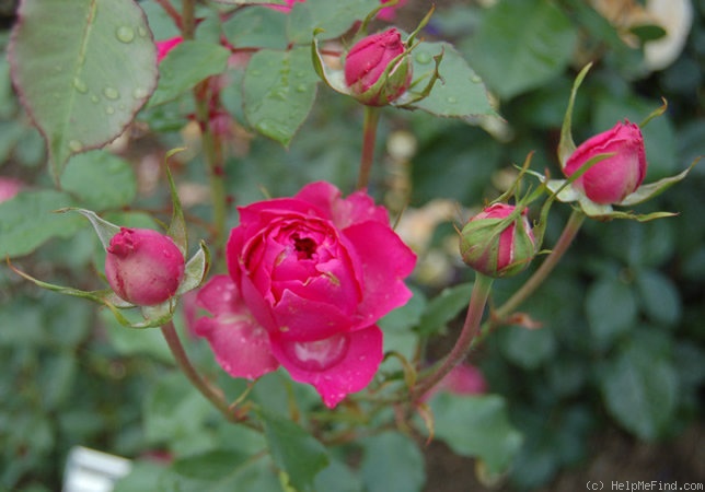 'Wilhelm Tell (syn. 'Tellensohn')' rose photo