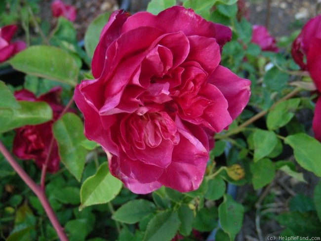 'Général Galliéni' rose photo