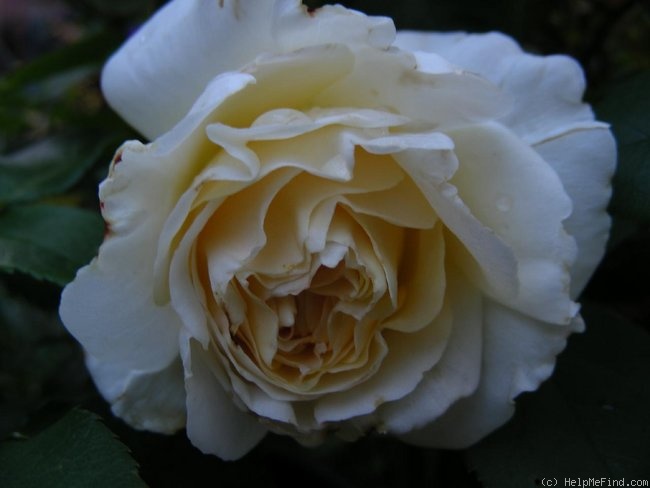 'Irish Hope (floribunda, Harkness, 1998)' rose photo