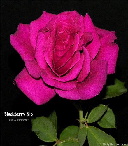 'Blackberry Nip (hybrid tea, Somerfield 1996)' rose photo