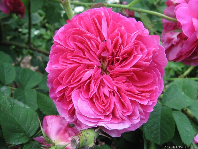 'Belle Herminie (gallica, Vibert, pre 1838)' rose photo