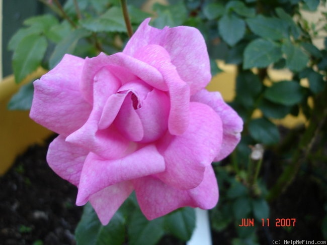 'Vicomtesse d'Avesnes' rose photo