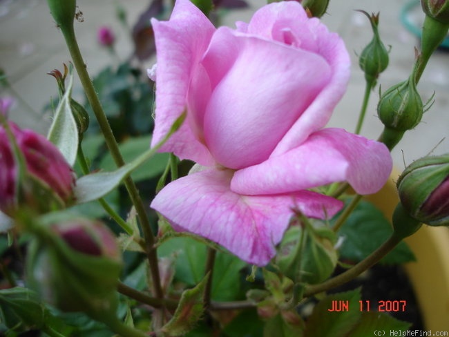 'Vicomtesse d'Avesnes' rose photo