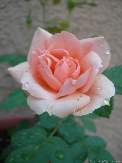 'Goldbasye' rose photo