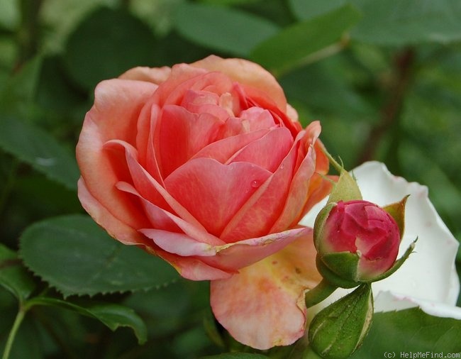 'Proud Bride ®' rose photo