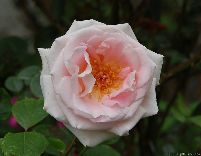 'Helena Renaissance' rose photo