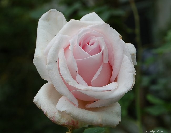 'Helena Renaissance' rose photo