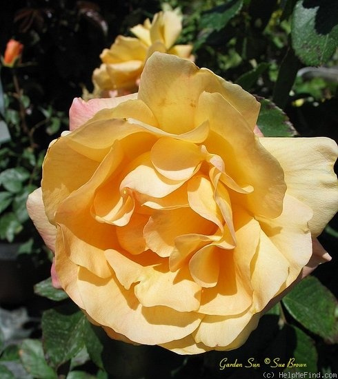 'Garden Sun' rose photo