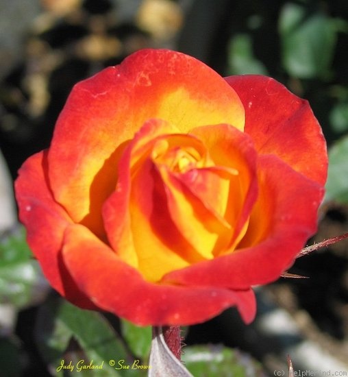 'Judy Garland' rose photo