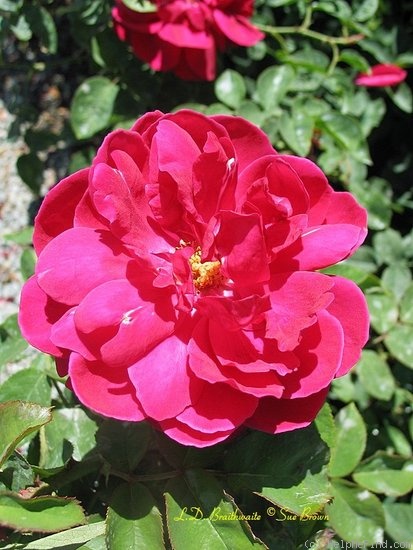 'L. D. Braithwaite' rose photo