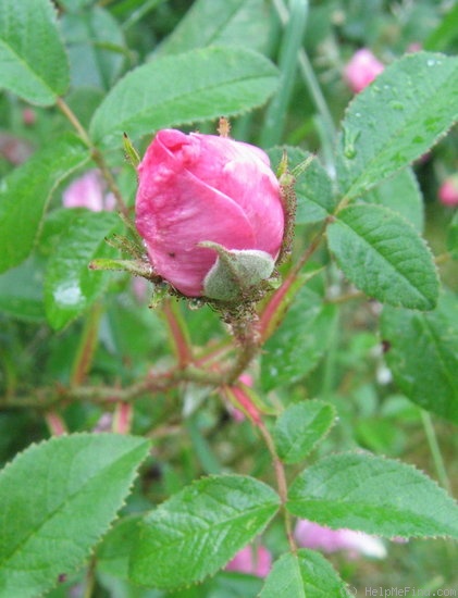 'Pauline Palkowski' rose photo