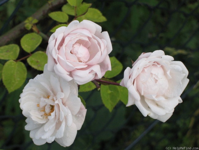 'Langer Lulatsch' rose photo
