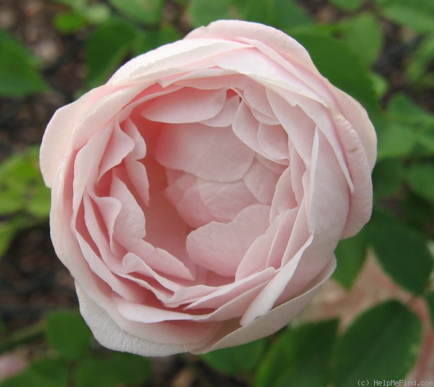 'Langer Lulatsch' rose photo
